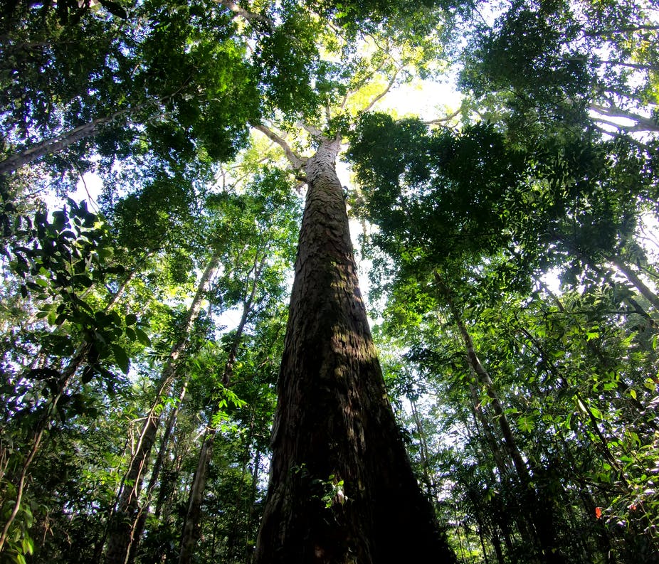 The giant trees of the Amazon&nbsp;basin