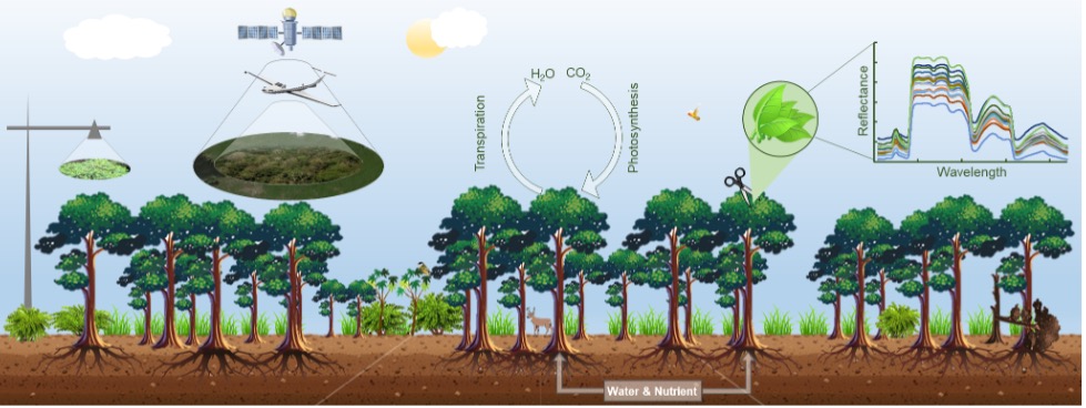 Understanding terrestrial carbon cycles with climate change: integration of cutting-edge remote sensing with ecological theories and&nbsp;models
